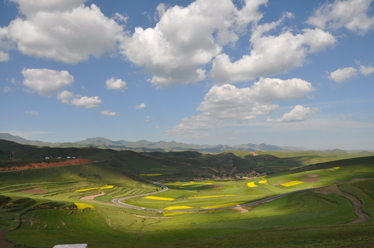 卓尼油菜花1.jpg