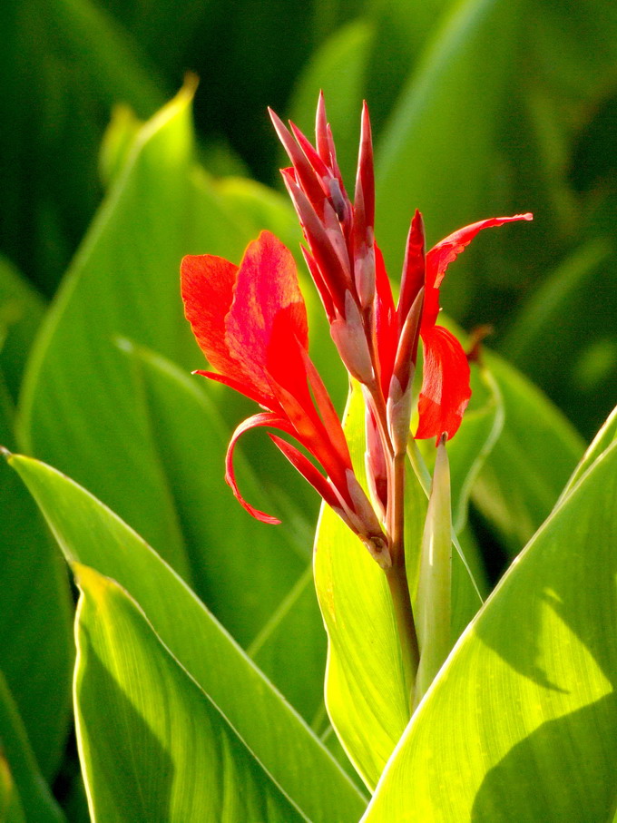 花卉015（压缩）.jpg