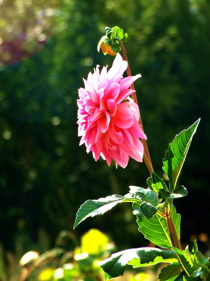 花卉001（压缩）.jpg