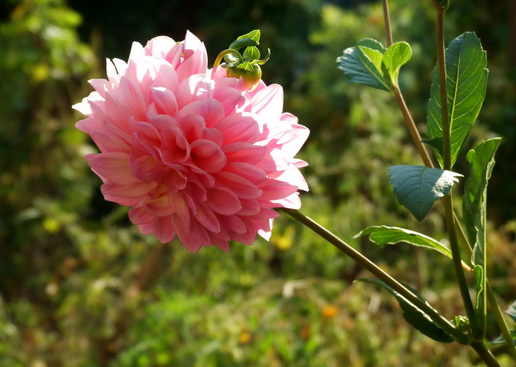 花卉002（压缩）.jpg