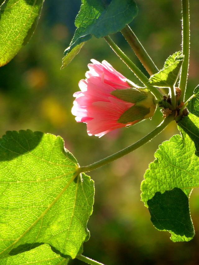 花卉003（压缩）.jpg