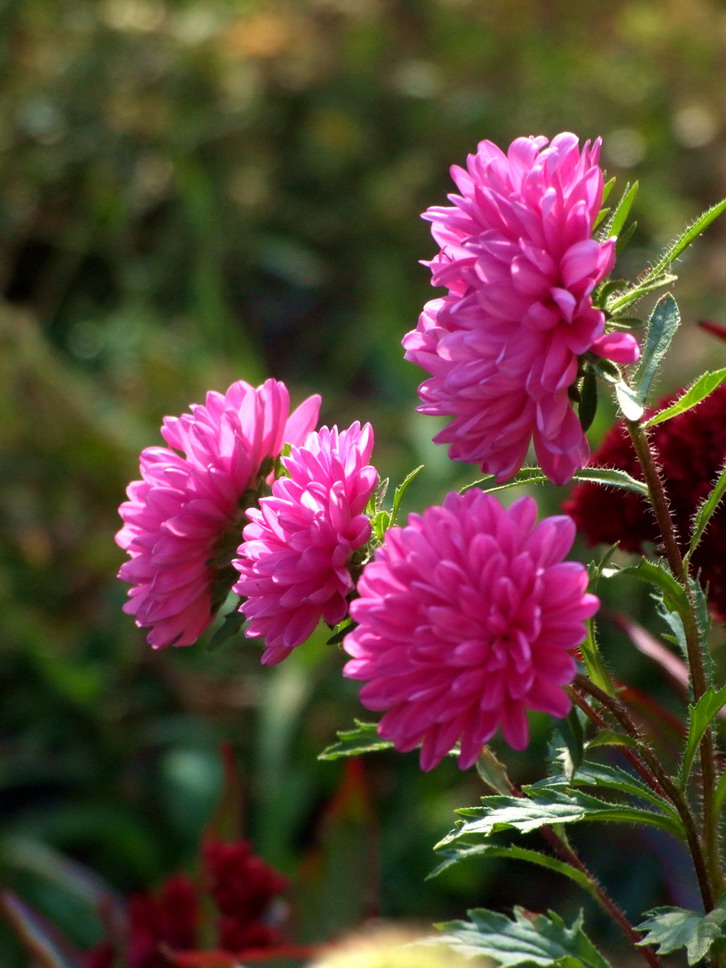 花卉004（压缩）.jpg