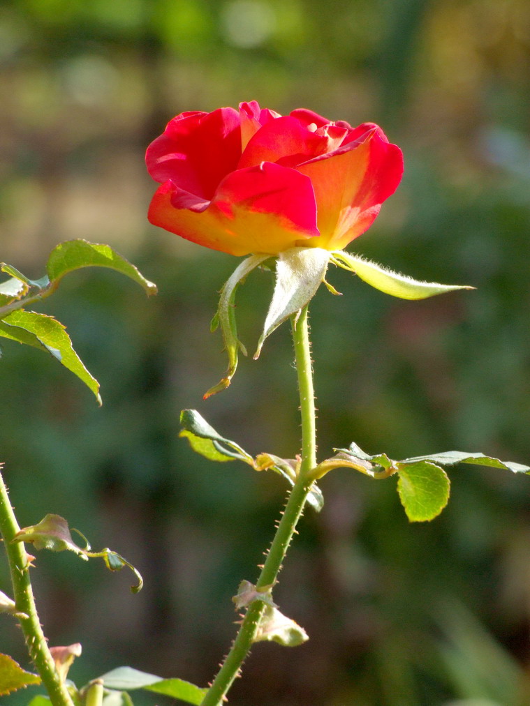 花卉005（压缩）.jpg