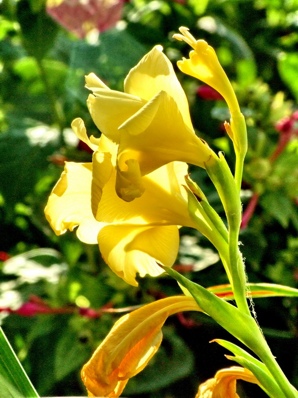 花卉006（压缩）.jpg