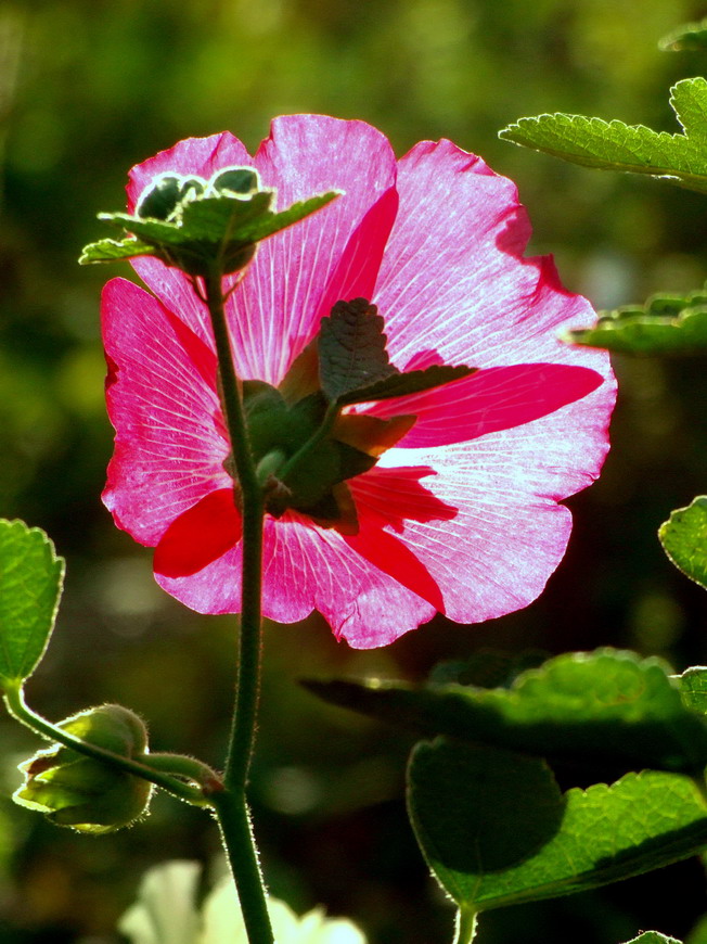 花卉009（压缩）.jpg