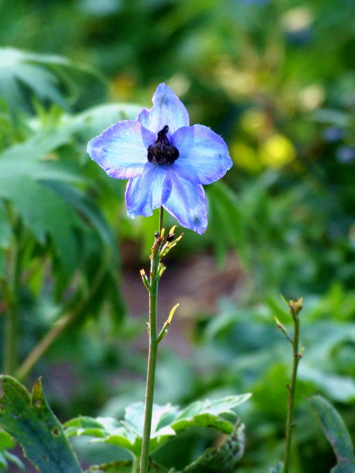 花卉010（压缩）.jpg