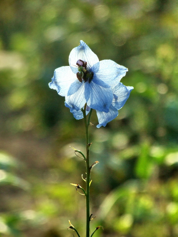花卉011（压缩）.jpg