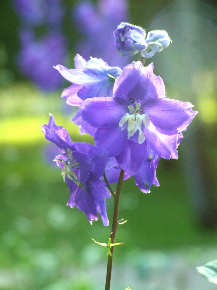 花卉012（压缩）.jpg