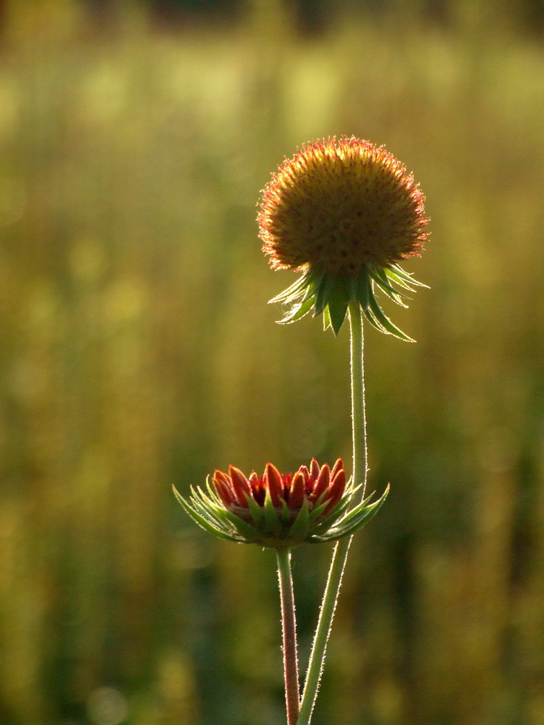 花卉013（压缩）.jpg