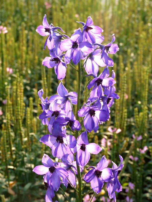 花卉014（压缩）.jpg