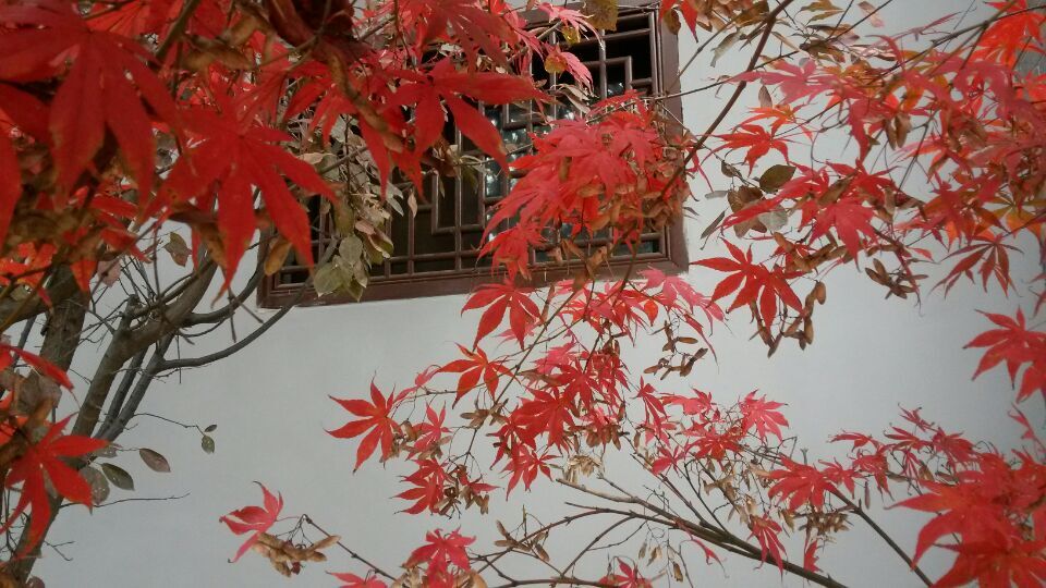 观音禅寺6.jpg