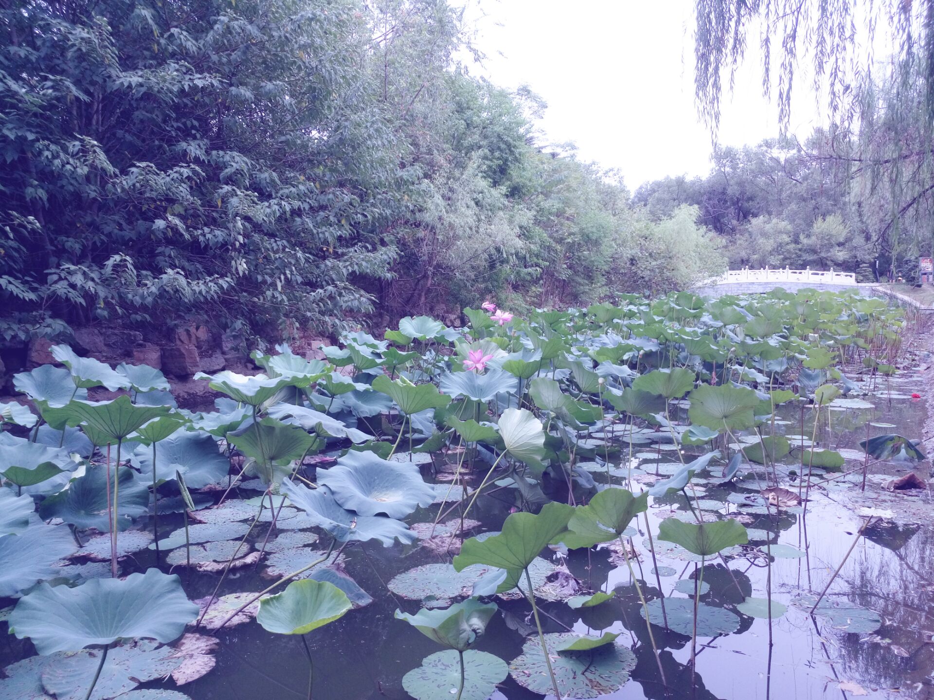 QQ图片20160917022146.jpg