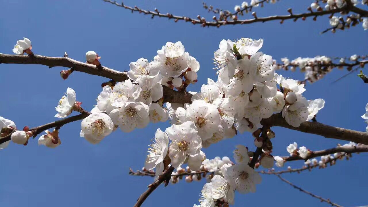 桃花2.jpg