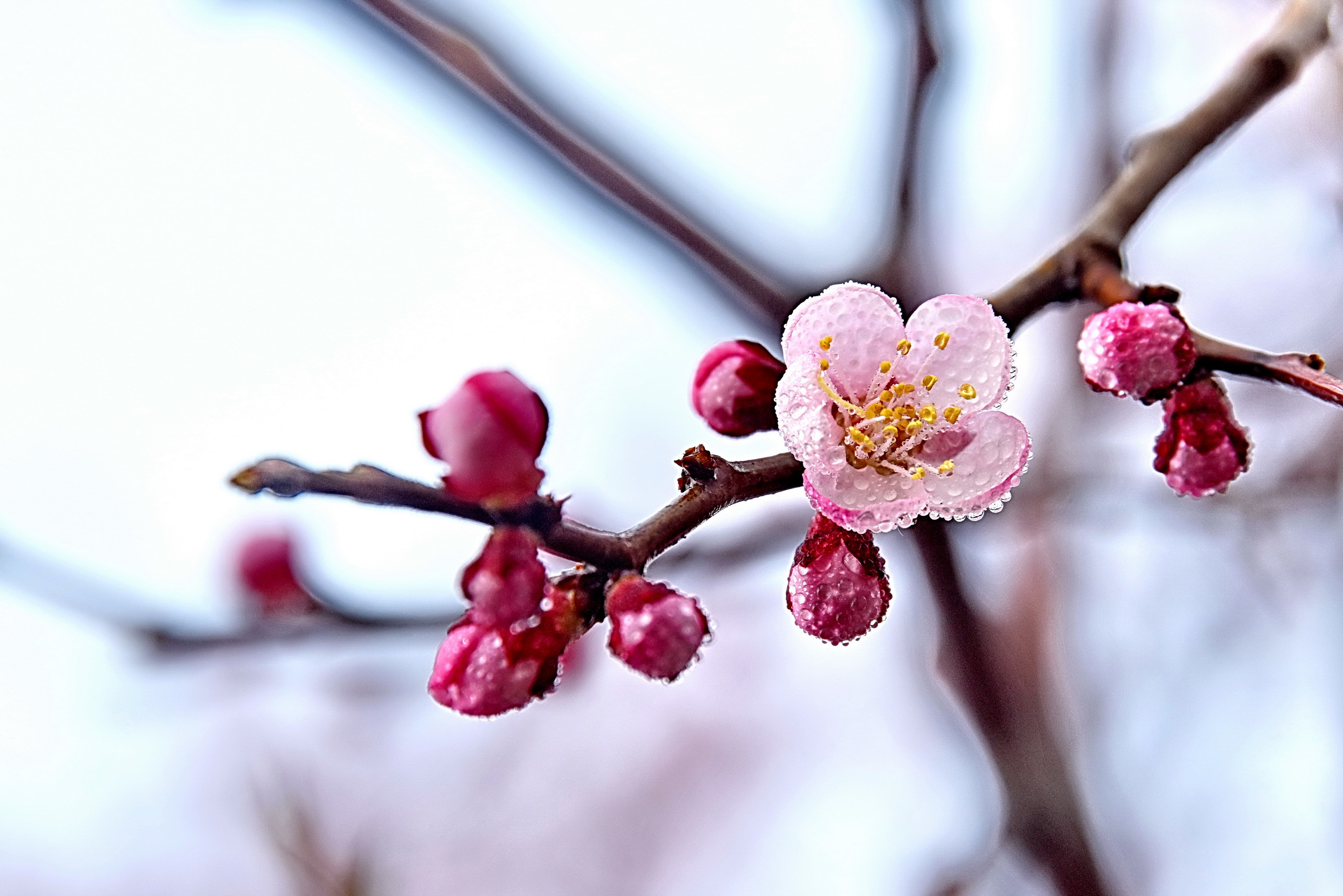 2017.4.17桃花001.jpg