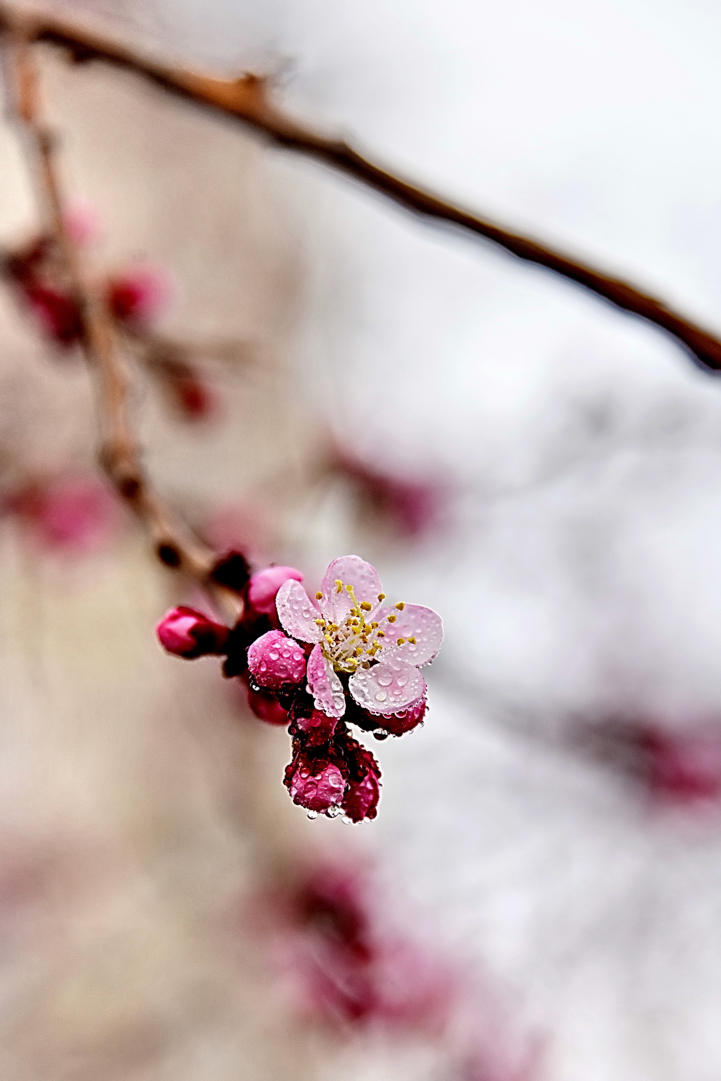 2017.4.17桃花011.jpg