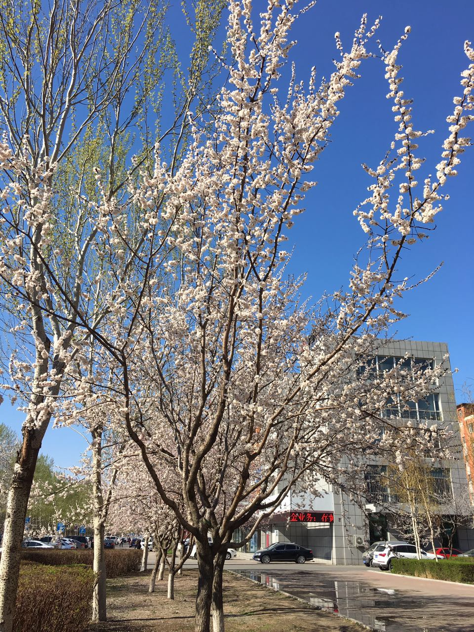 杏花1.jpg
