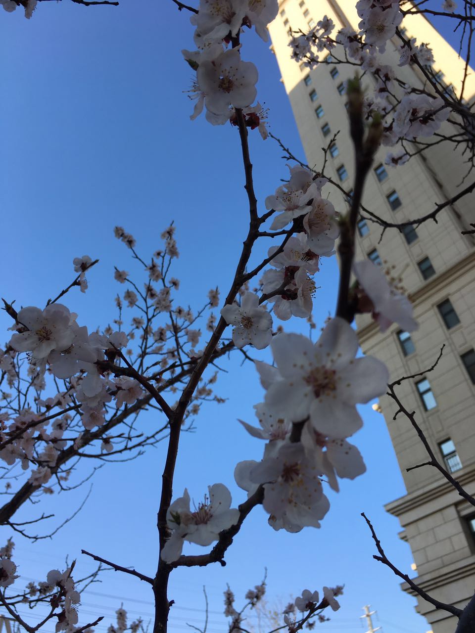 杏花3.jpg