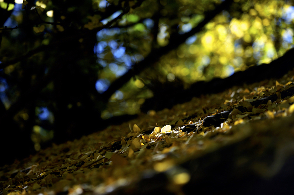 _DSC7736.jpg