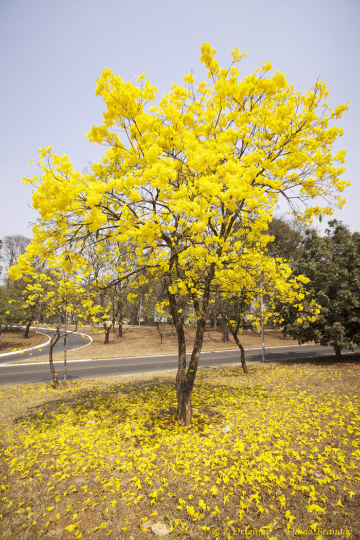 黄花风铃木1.jpg