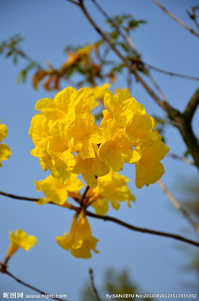 黄花风铃木2.jpg
