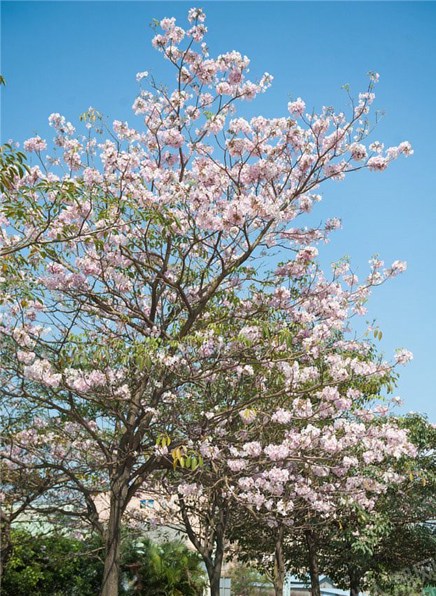 粉花风铃木1.jpg