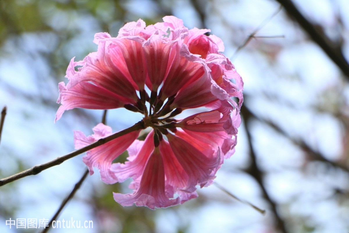 粉花风铃木2.jpg