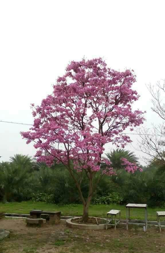 紫花风铃木1.jpg