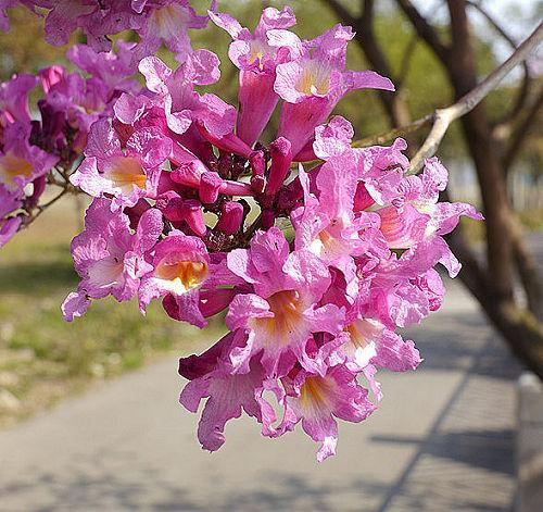 紫花风铃木2.jpg