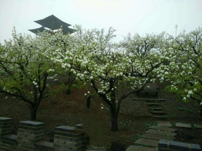 南果梨花.jpg