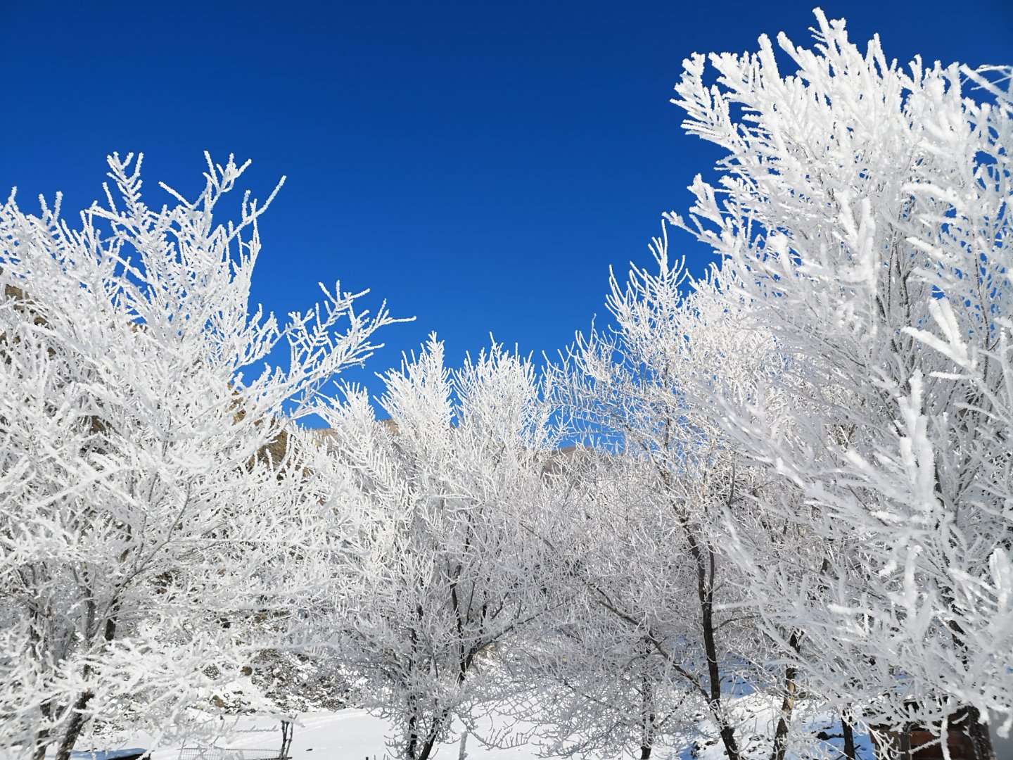 戈壁雪3.jpg