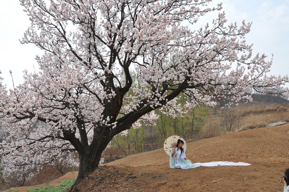 杏花谷6.jpg