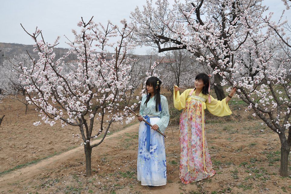 杏花谷7.jpg