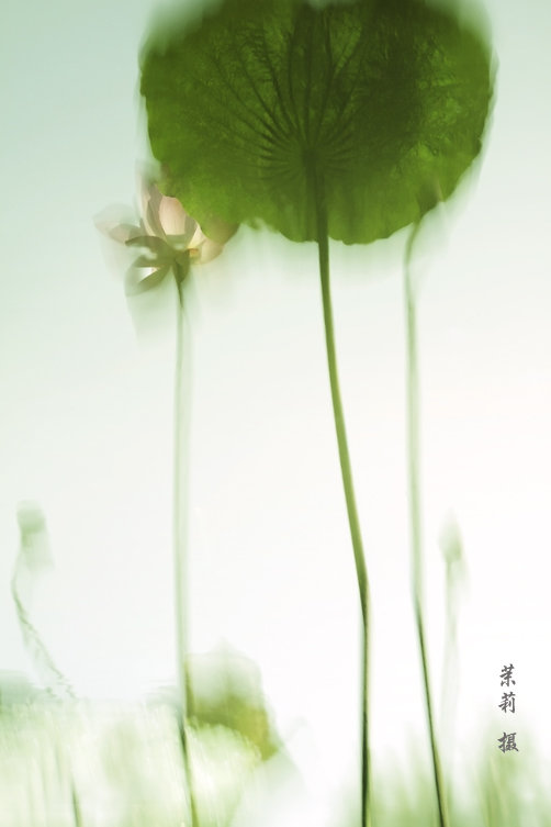 青莲2.jpg