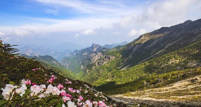 秦岭杜鹃4.jpg