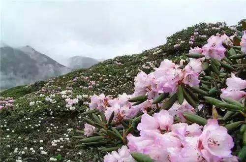 秦岭杜鹃7.jpeg