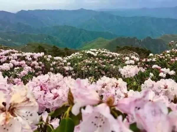 秦岭杜鹃8.jpg